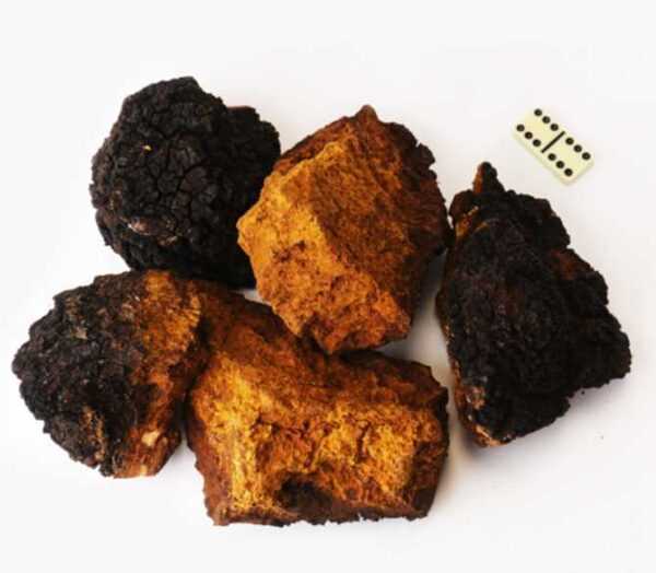 Чага березова (Chaga) 100 грам