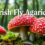 Irish fly agarics collecting drying storage