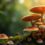 Indonesian fly agarics medicinal properties